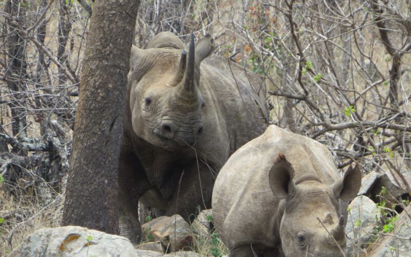 Spitzmaulnashorn mit Baby