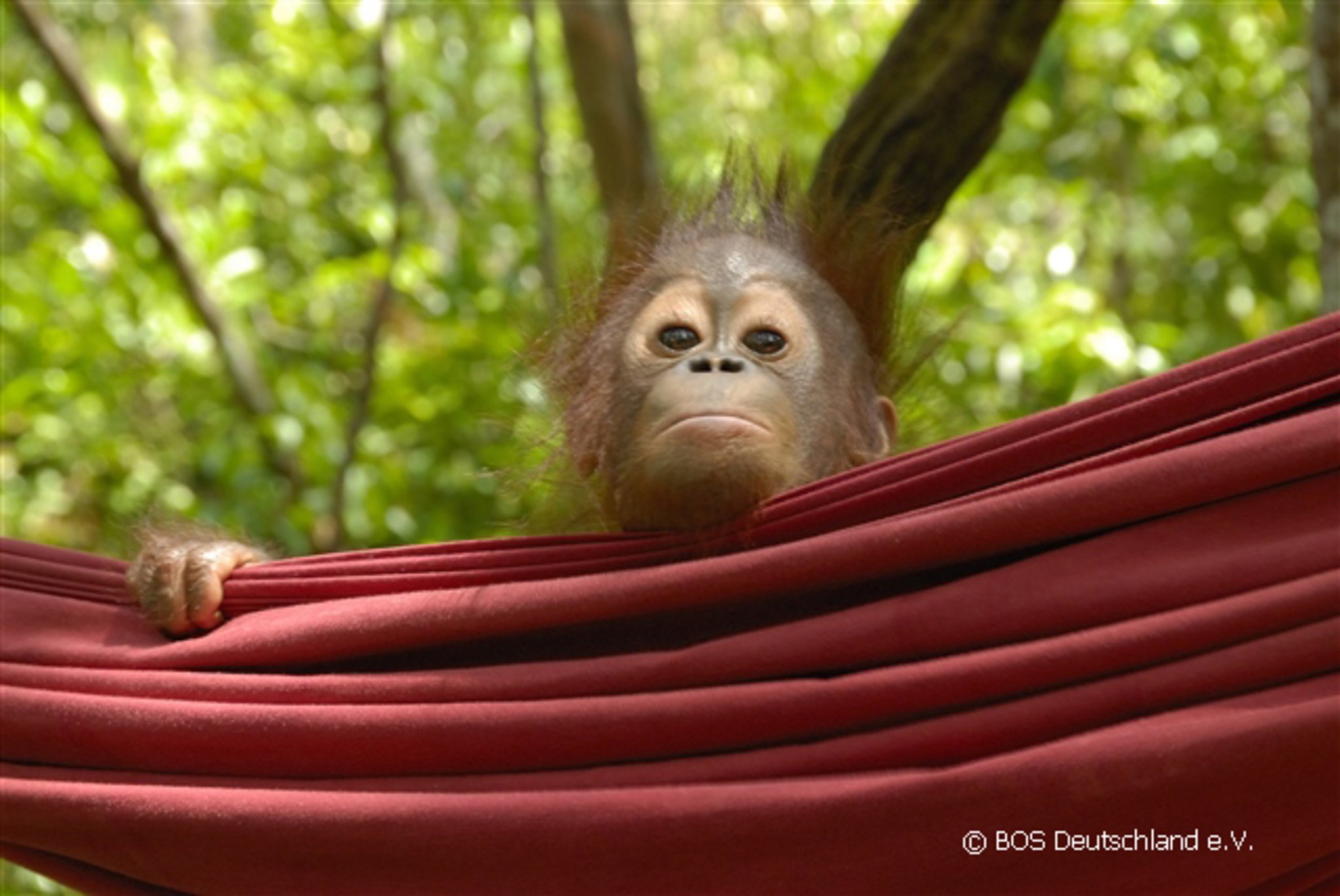 Orang-Utan-Baby, Foto von BOS Deutschland e.V.