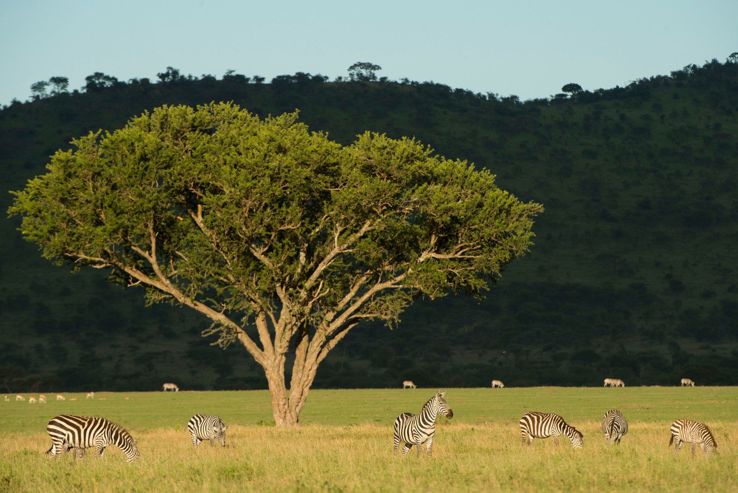 Zebras in der Serengeti.