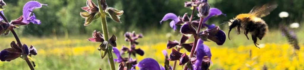 Kontaktfeld: Blumenwiese mit Hummel