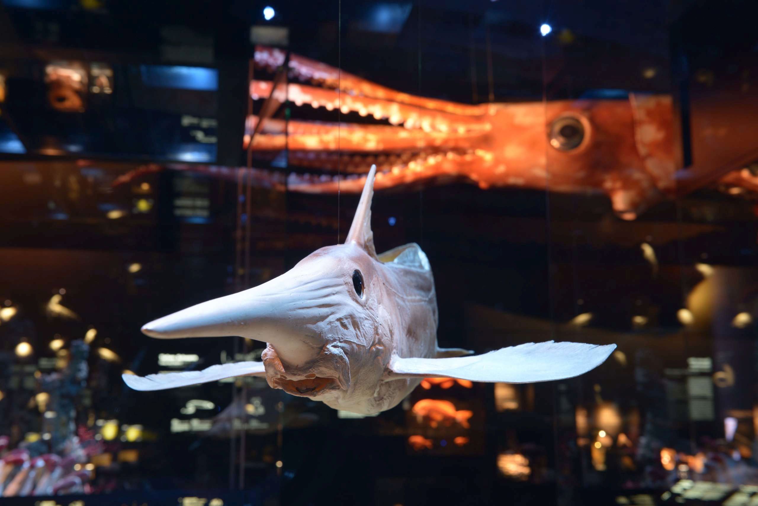 Tiefsee-Ausstellung im Naturmuseum Senckenberg Frankfurt